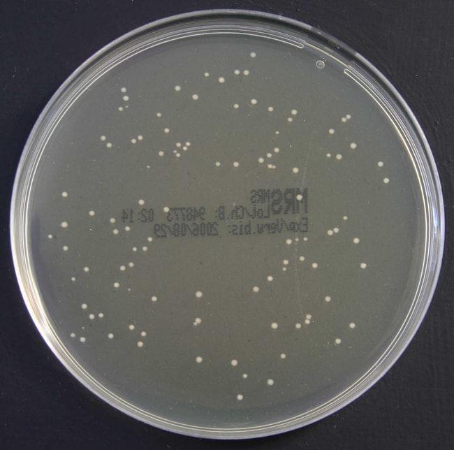 OxoidTM MRS-Agar (Man, Rogosa, Sharpe),