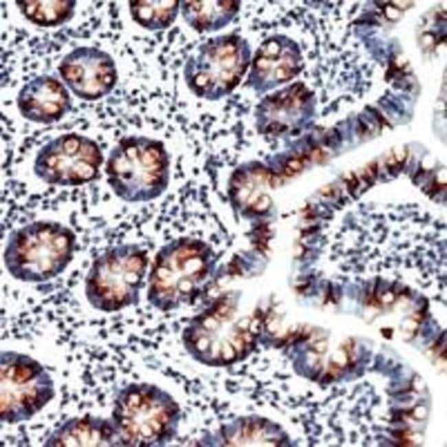 1 ML MUC2 MOUSE MONOCLONAL ANTIBODY, SPE