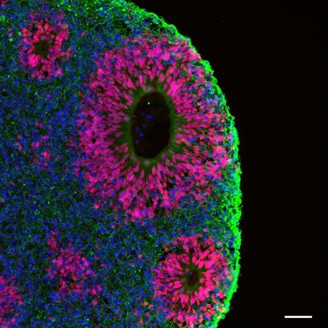 AF 488 DK ANTI-MS IGG AB, READYPR. REAG.