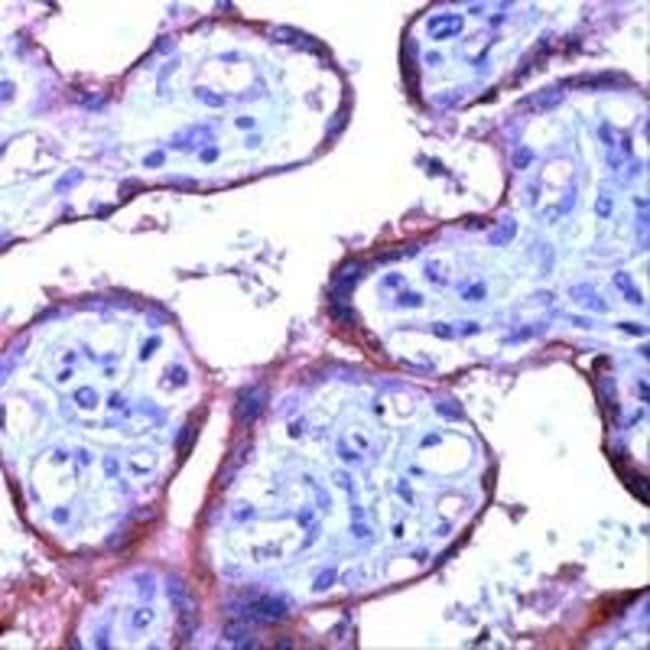 1 ML eNOS Rabbit polyclonal antibody IgG