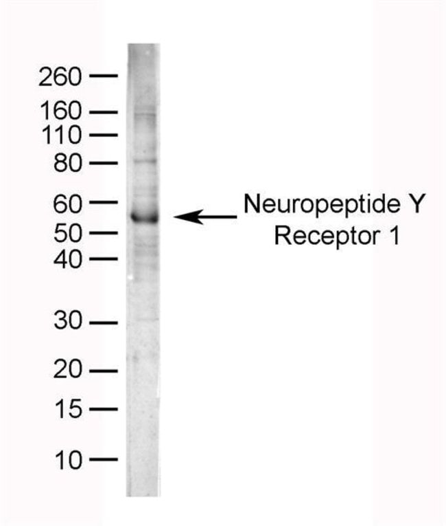 1 ML Neuropeptide Y Receptor 1 Sheep pol