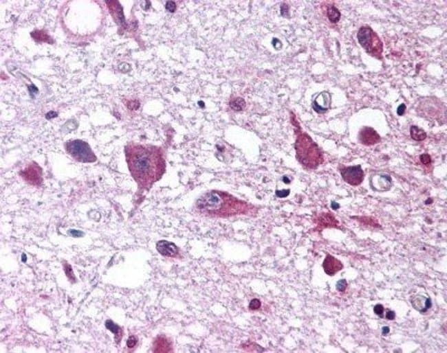 1 ML Orexin A Sheep polyclonal antibody,
