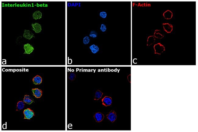ANTIBODY Human ANALYTE IL-1BETA ANTIBODY
