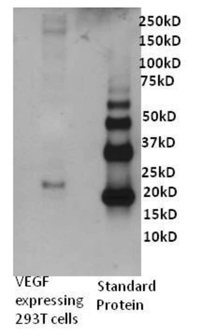 HUMAN VEGF-A DETECTION ANTIBODY, BIOTINY