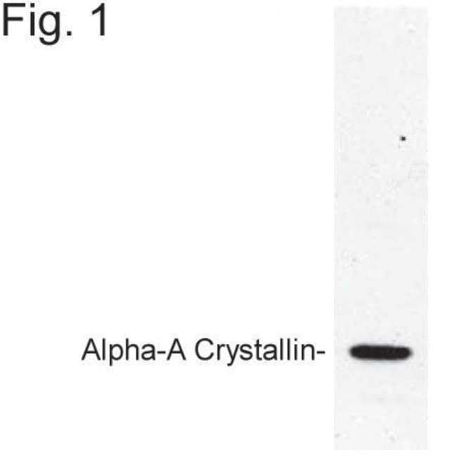 ALPHA A CRYSTALLIN
