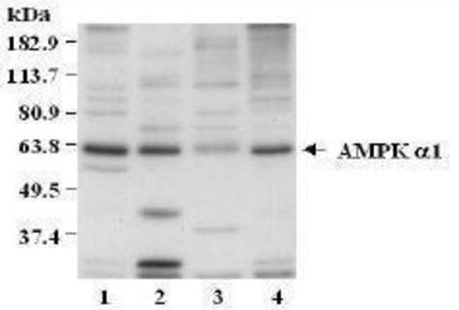 AMPK ALPHA-1