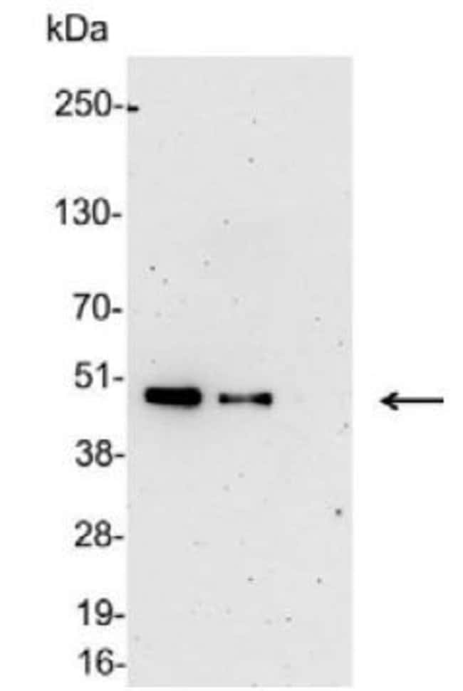 6X-HIS EPITOPE TAG (HRP)