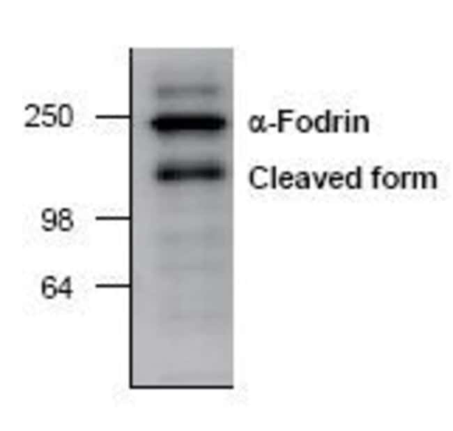 ALPHA SPECTRIN-2