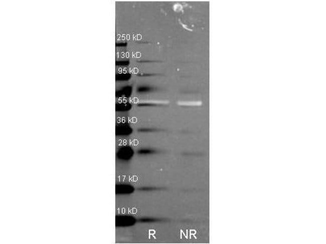 1 MG Catalase (HRP) Rabbit polyclonal an