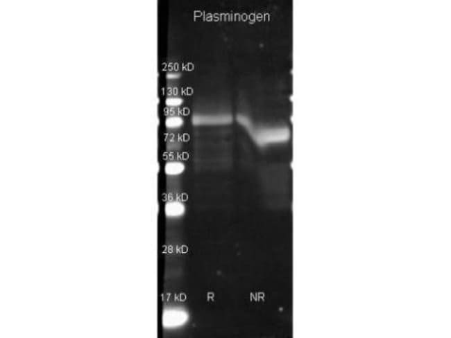 1 MG Plasminogen (Biotin) Goat polyclona