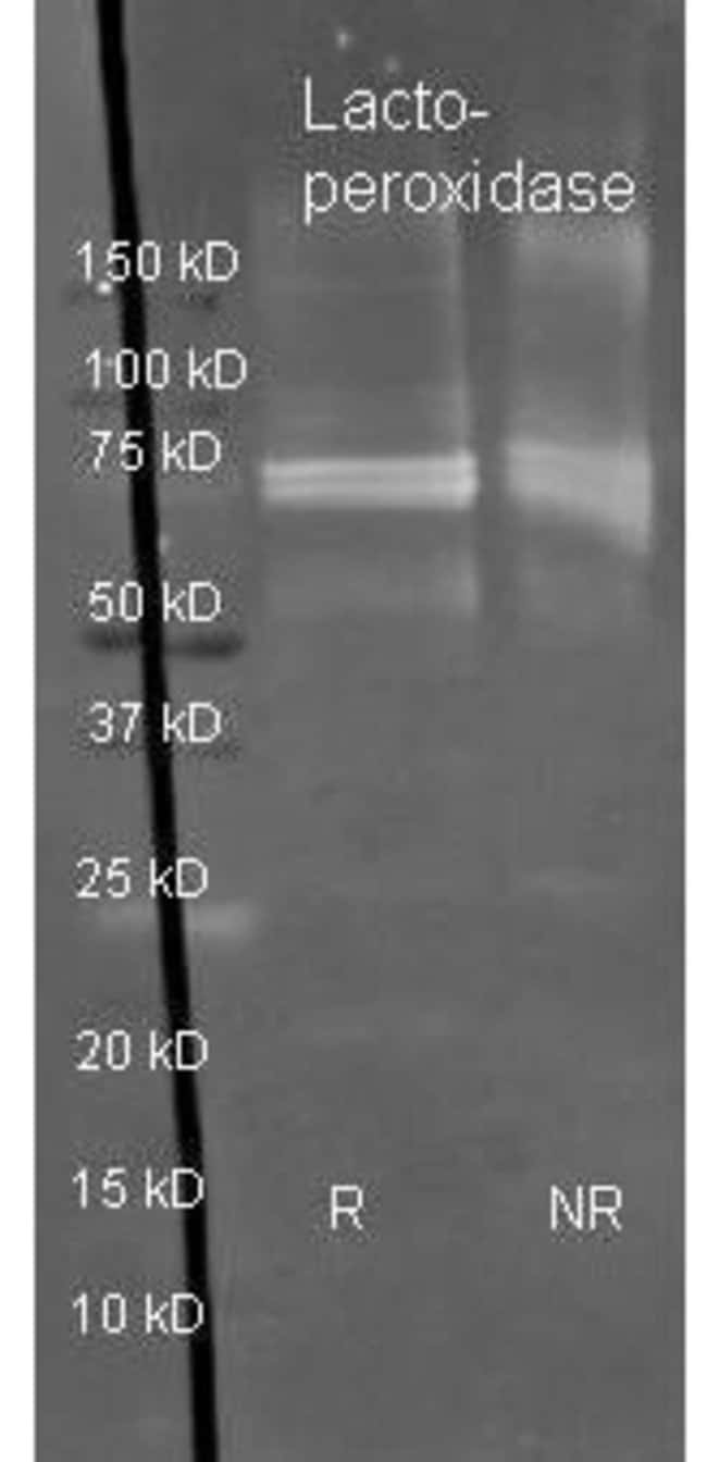 1 MG Lactoperoxidase (HRP) Sheep polyclo