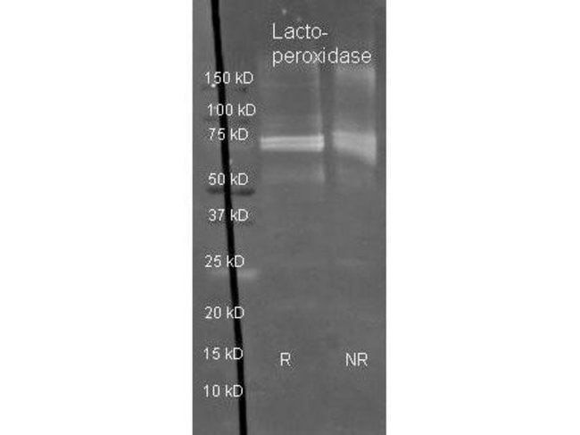 1 MG Carboxypeptidase Y (HRP) Rabbit pol