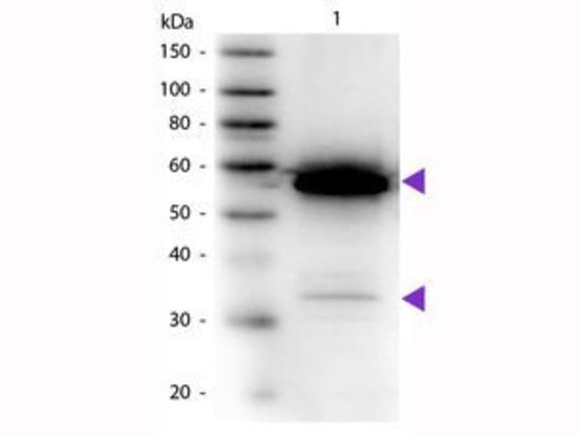ALPHA AMYLASE (HRP)