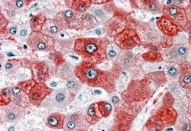 58K GOLGI PROTEIN