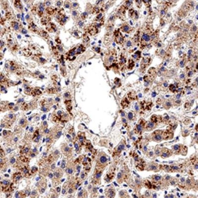 1 ML Aryl hydrocarbon Receptor, Goat Pol