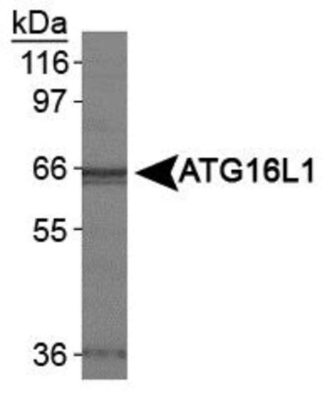 100 UL POLYCLONAL ANTIBODY, ANTI-ATG16L1