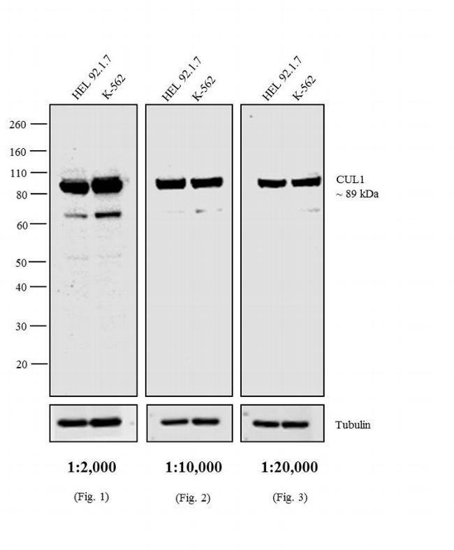 1 MG IgG1 (HRP) Goat polyclonal antibody