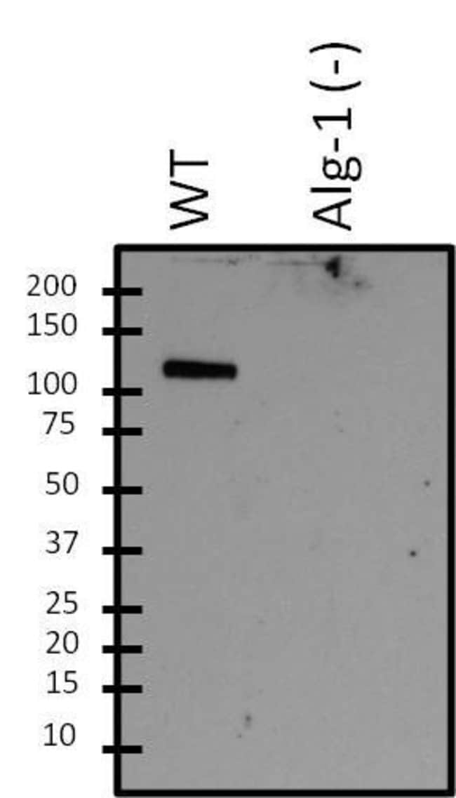 Alg-1 Polyclonal Antibody, 100 µg