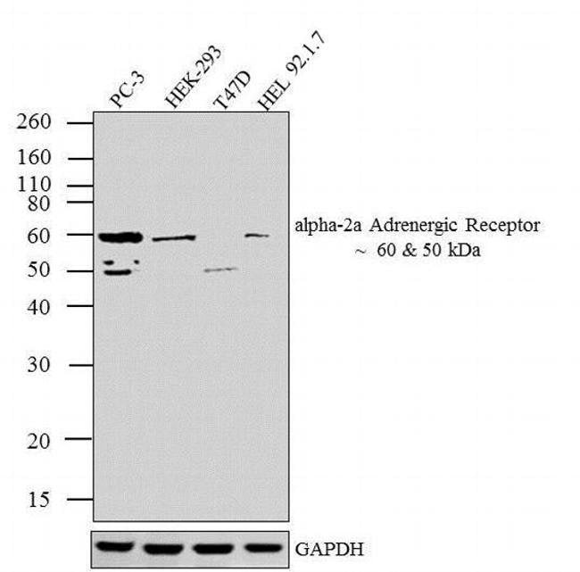 ALPHA-2A ADRENERGIC RECEPTOR