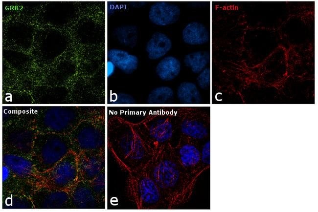 100UG ANTI-GRB2 POLYCLONAL ANTIBODY .