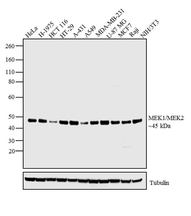 50UG ANTI-MEK 1/2 POLYCLONAL ANTIBODY .