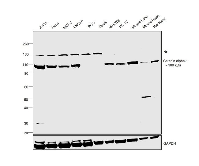 ALPHA-1 CATENIN