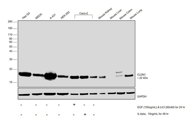 1 ML Claudin 1 Rabbit polyclonal antibod