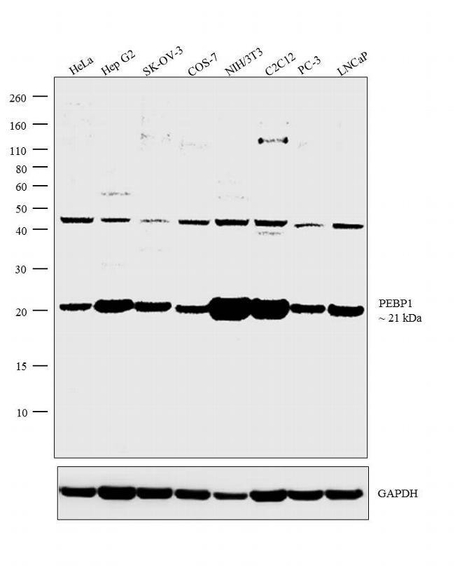 100UL POLYCLONAL ANTIBODY, ANTI-PEBP1 RA