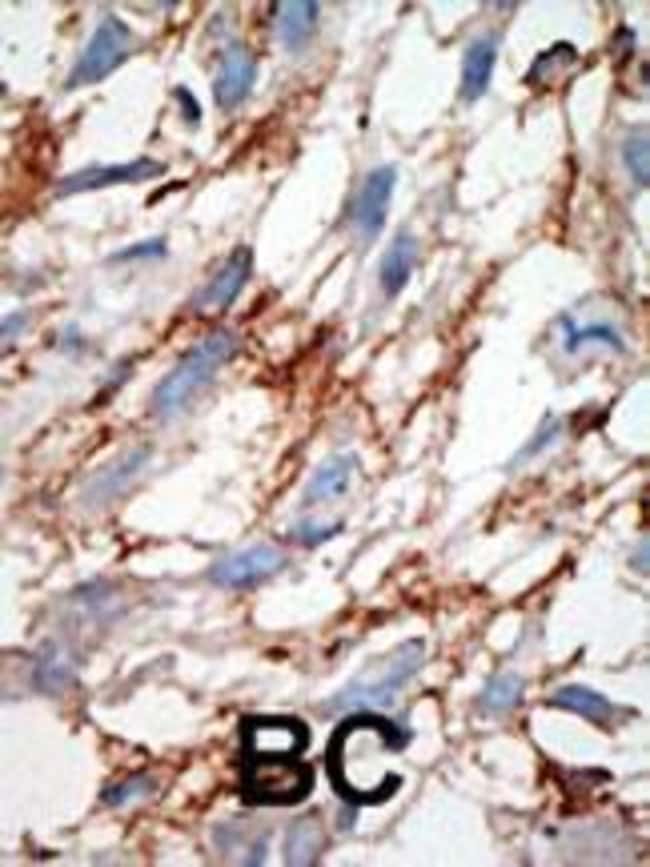 100 µG ANTI-ISG15, 0.1 MG .