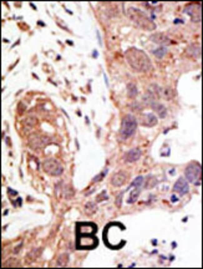 ANTI-SENP1, 0,1mg .