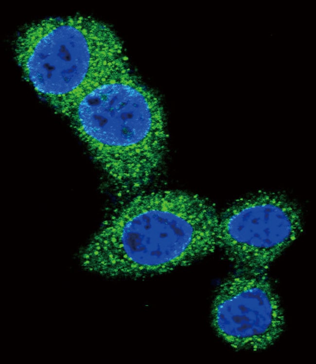 ANTI-PUMA BH3 DOMAIN, 0,1 MG