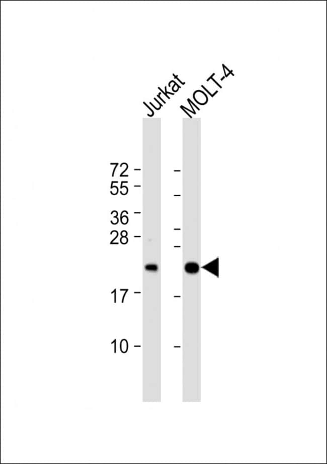 ANTI-CD3Z, 0,1mg .
