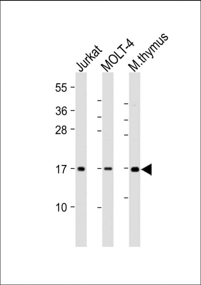 ANTI-CD3Z, 0,1mg .