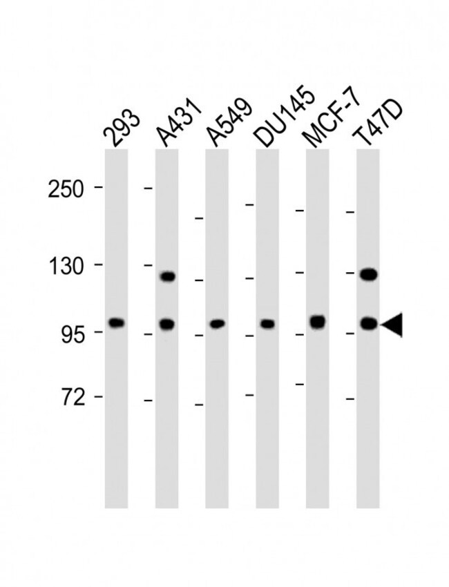 ANTI-E CADHERIN, 0.1mg .