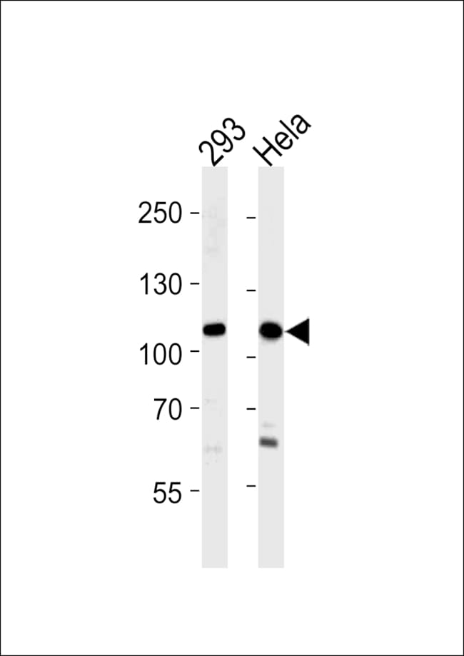 ANTI-SALL4, 0,1mg .