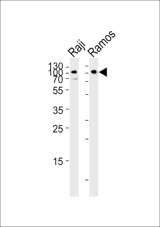 100 µG ANTI-CD19, 0.1 MG .