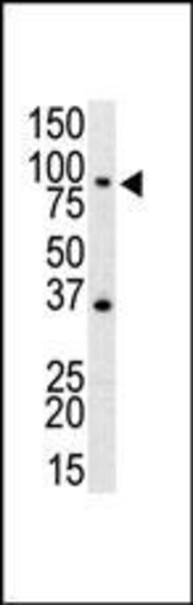 ANTI-TLR4, 0,1 MG