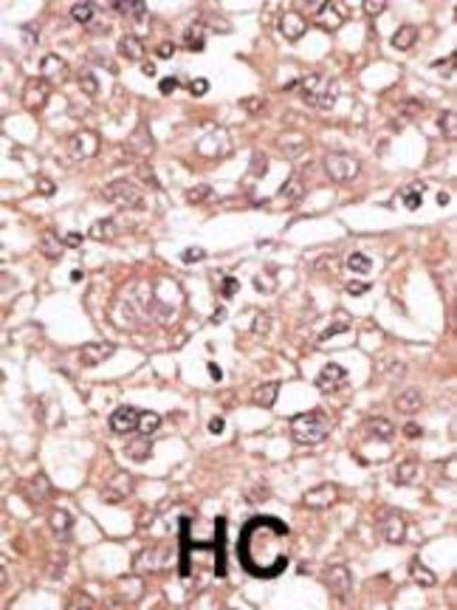 ANTI-TLR7, 0,1mg .