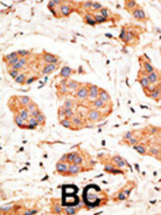 ANTI-CONNEXIN 43, 0,1mg .