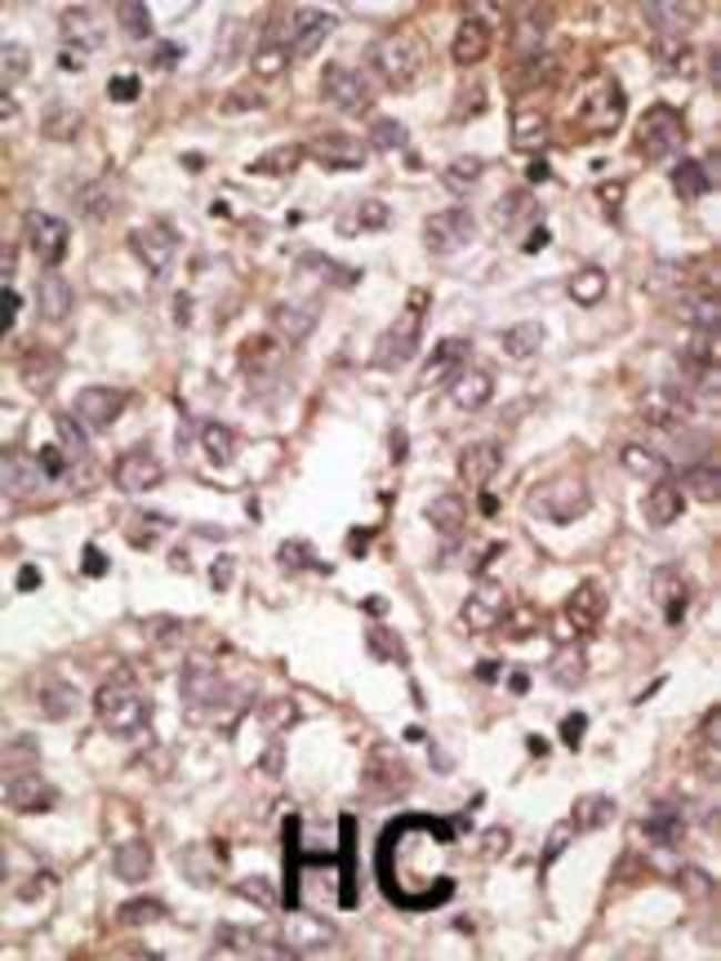 ANTI-SIGLEC7, 0,1mg .