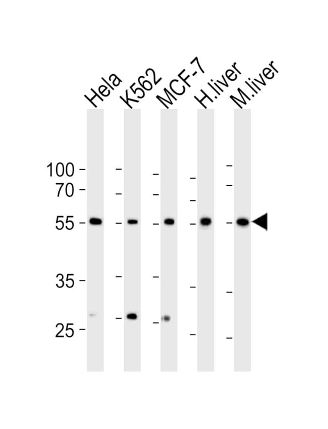 ANTI-BMPR1A, 0,1 MG