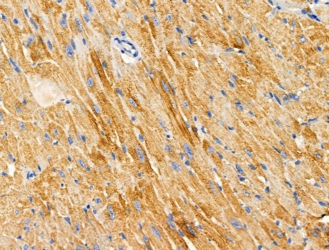 100UL ARFAPTIN 1 ANTIBODY 100UL