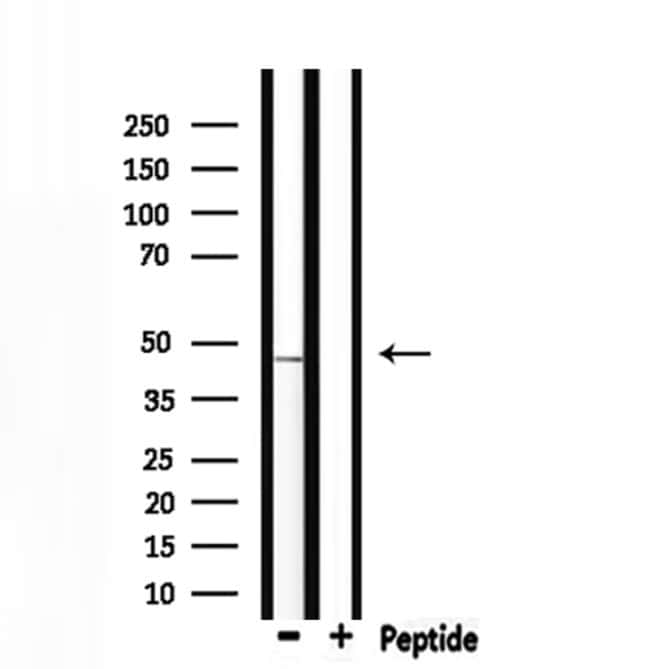 100UL ADFP ANTIBODY 100UL