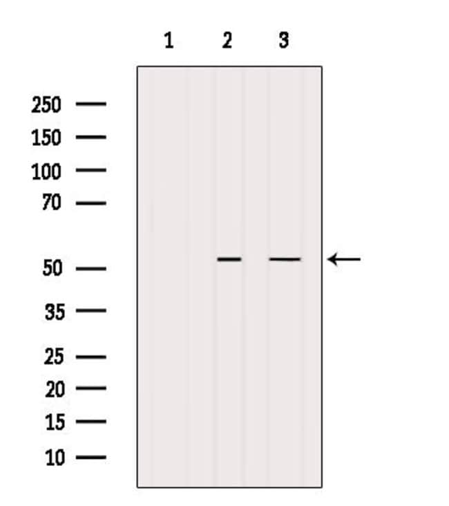 100UL BAG5 ANTIBODY 100UL