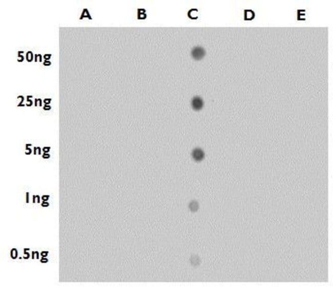 100UL 5-HYDROXYMETHYLCYTOSINE (5-HMC 100