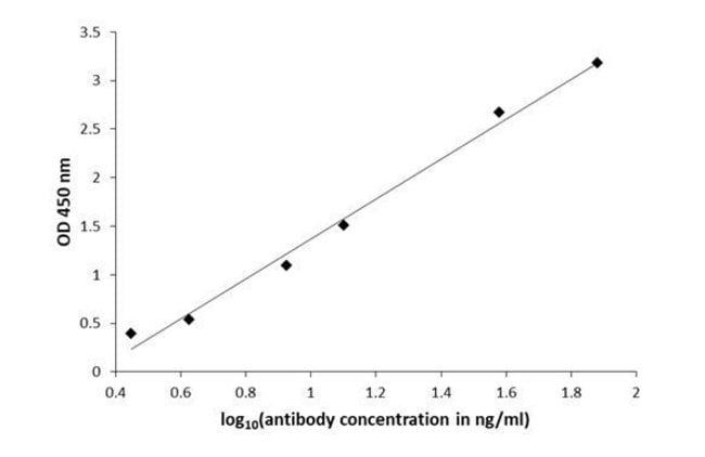 100UL AGMATINE ANTIBODY 100 UL