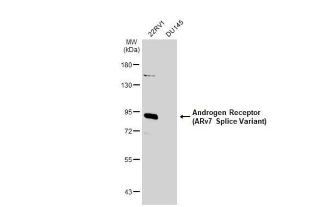 100UL ANDROGEN RECEPTOR (ARV7 SPLICE 100