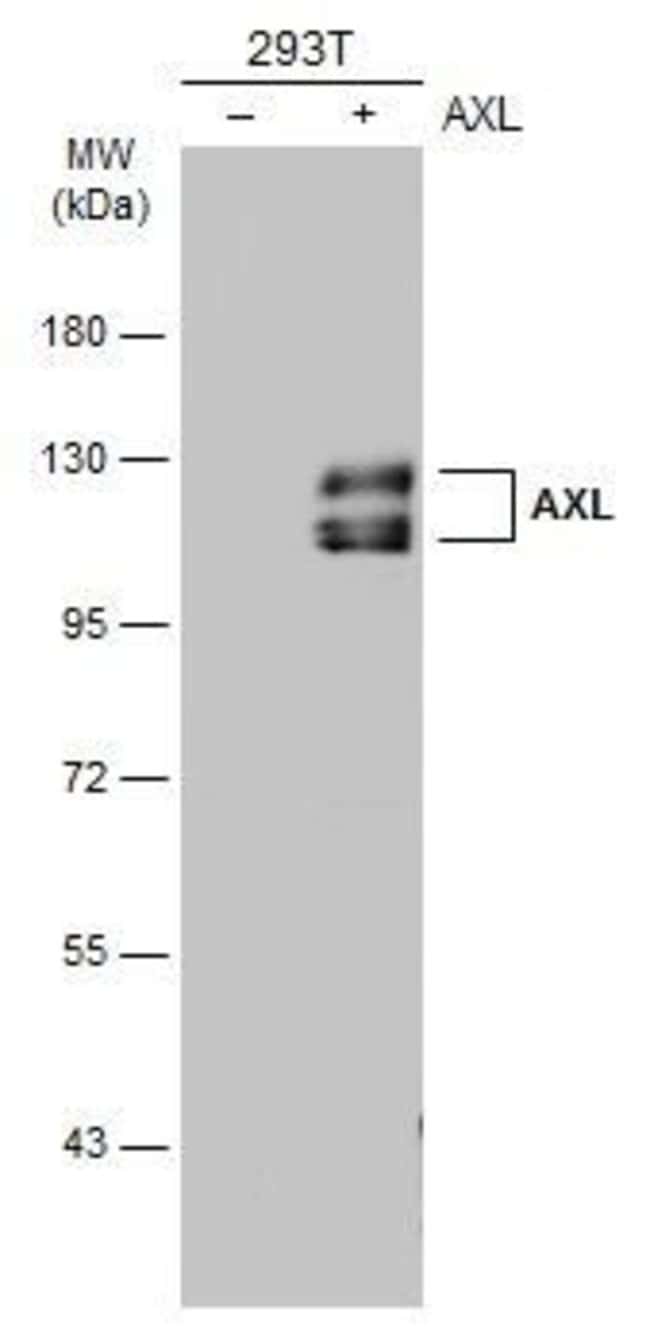 100UL AXL ANTIBODY 100 UL