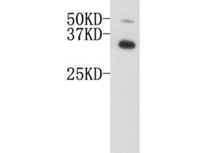 100UL APOE ANTIBODY 100 UL