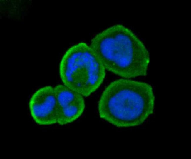 100UL B7-H4 ANTIBODY 100 UL